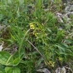 Draba nemorosa flower picture by Дмитрий Дегтярев (cc-by-sa)