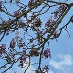 Paulownia tomentosa flower picture by Olivier Stefanelli (cc-by-sa)