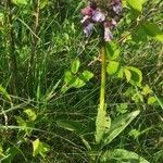 Orchis purpurea habit picture by michel metzger (cc-by-sa)