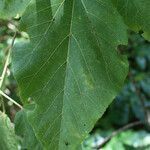 Dombeya punctata leaf picture by E. Mouysset (cc-by-sa)