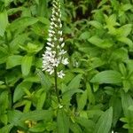 Lysimachia clethroides flower picture by Schinkel Rolf (cc-by-sa)