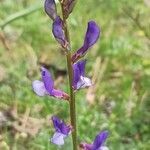 Vicia onobrychioides flower picture by Guerrero joaquin (cc-by-sa)