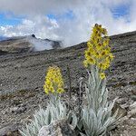 Senecio niveoaureus flower picture by Fabien Anthelme (cc-by-sa)