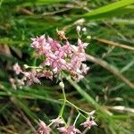 Galium rubrum flower picture by Cristian Zanella Cristian Zanella (cc-by-sa)