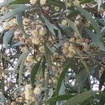 Acacia melanoxylon flower picture by Quiroga Belen (cc-by-sa)