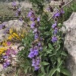 Salvia fruticosa habit picture by Sarah Marthaler (cc-by-sa)