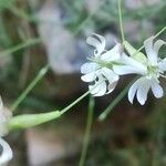 Silene saxifraga flower picture by Angel Bereje (cc-by-sa)