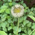 Dipsacus pilosus flower picture by spoiler spoilerz3 (cc-by-sa)