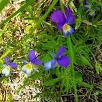 Viola tricolor flower picture by Chiara79 (cc-by-sa)