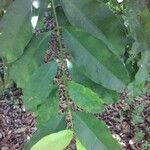 Garcinia gardneriana leaf picture by Thiago Flores Flores (cc-by-sa)