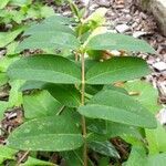 Hypericum calycinum leaf picture by Anne-Marie Jegou (cc-by-sa)