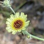 Tolpis umbellata flower picture by Francois Mansour (cc-by-sa)