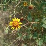 Helianthus ciliaris flower picture by Joaquin Moran Pineda (cc-by-sa)