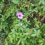 Ipomoea cairica habit picture by Emma Franklin (cc-by-sa)