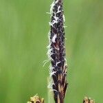 Carex nigra fruit picture by Yoan MARTIN (cc-by-sa)