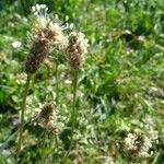 Plantago argentea flower picture by Caroline CHANU (cc-by-sa)