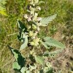 Sphaeralcea bonariensis habit picture by Trap Hers (cc-by-sa)