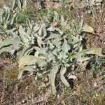 Verbascum niveum leaf picture by Emanuele Santarelli (cc-by-sa)