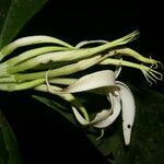 Randia genipoides fruit picture by Nelson Zamora Villalobos (cc-by-nc)