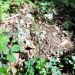 Sanicula europaea flower picture by Ludovic Grimaud (cc-by-sa)