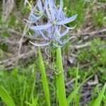 Camassia cusickii flower picture by Linda Racicot (cc-by-sa)