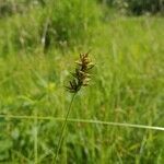 Carex spicata flower picture by Victor Schoenfelder (cc-by-sa)