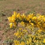 Ulex europaeus flower picture by Márquez Nico (cc-by-sa)