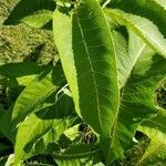 Inula helenium leaf picture by gaston anthony (cc-by-sa)