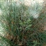 Festuca glauca flower picture by Plantae Lucorum (cc-by-sa)