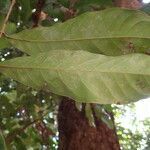 Daniellia oliveri leaf picture by Sylvain Piry (cc-by-sa)