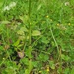 Anacamptis pyramidalis habit picture by Pascal Blondaz (cc-by-sa)