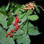 Picramnia teapensis fruit picture by Nelson Zamora Villalobos (cc-by-nc)