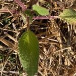 Stachys heraclea leaf picture by Florence Bihet (cc-by-sa)