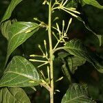 Cestrum microcalyx leaf picture by Nelson Zamora Villalobos (cc-by-nc)