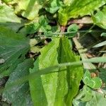 Plantago rugelii leaf picture by Taylor (cc-by-sa)