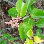 Rhus ovata flower picture by Liz Pucket (cc-by-sa)