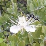 Capparis cartilaginea flower picture by M. Hedayat (cc-by-sa)