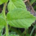 Campanula rhomboidalis leaf picture by Christian Regg (cc-by-sa)