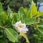 Tabebuia pallida flower picture by Lemaire Romain (cc-by-sa)