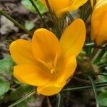 Crocus chrysanthus flower picture by Snowy Avis (cc-by-sa)