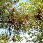 Pinus thunbergii leaf picture by Kenneth Parker (cc-by-sa)