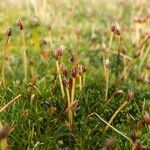 Phylloscirpus boliviensis habit picture by Fabien Anthelme (cc-by-sa)