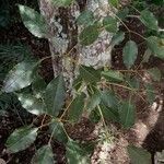 Handroanthus heptaphyllus leaf picture by Marciah Jaqueline Marcia Jaqueline Gaspar (cc-by-sa)