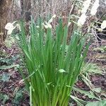 Narcissus tazetta habit picture by Maxime Rouxel (cc-by-sa)