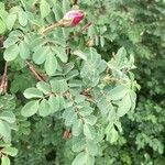 Rosa webbiana leaf picture by Suresh Rana (cc-by-sa)