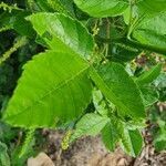 Allophylus rubifolius leaf picture by susan brown (cc-by-sa)