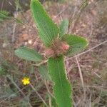 Pavonia hastata leaf picture by Gomes Alex (cc-by-sa)