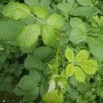 Rubus armeniacus leaf picture by lucy wu (cc-by-sa)