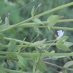 Lindernia dubia habit picture by Nelson Zamora Villalobos (cc-by-nc)