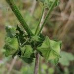 Malva multiflora fruit picture by Yolande Conejos (cc-by-sa)